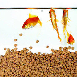 SUS304 Kalite Yüzen Balık Yemi Üretim Hattı 200-260 Kg/Saat Kapasite